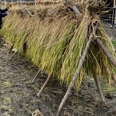 稲わら、稲藁🌾天日干し🌾50束🌾ガーデニング、野菜作り🌾工作、しめ縄🌾鰹のたたきなどの藁焼き🌾ペットなどにも！の画像