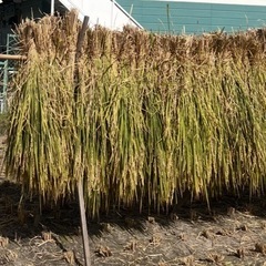 稲わら、稲藁🌾天日干し🌾50束🌾ガーデニング、野菜作り🌾工作、しめ縄🌾鰹のたたきなどの藁焼き🌾ペットなどにも！の画像