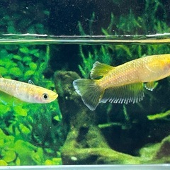 【メダカ】大人気品種❗️蛇墨武リモーネ1ペア(管理No.1021-2) の画像
