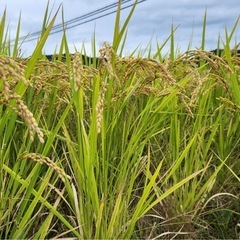 新米🍚ヒノヒカリ 籾30kg①（令和7年度米）の画像