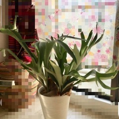 コウモリラン　ヒガクシダ　鉢植えの画像