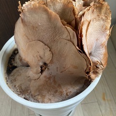 コウモリラン　ヒガクシダ　鉢植えの画像