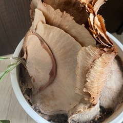 コウモリラン　ヒガクシダ　鉢植えの画像
