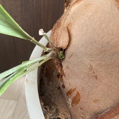 コウモリラン　ヒガクシダ　鉢植えの画像