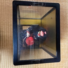 ケース入り日本人形の画像