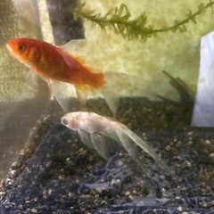 金魚の画像