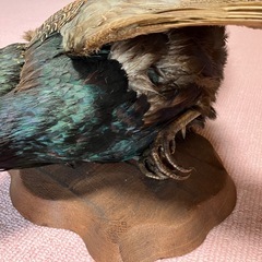 鳥　剥製の画像