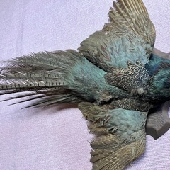 鳥　剥製の画像