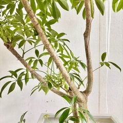 観葉植物 シェフレラ コンパクタ インテリア植物の画像