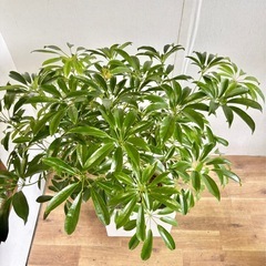観葉植物 シェフレラ コンパクタ インテリア植物の画像
