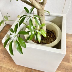 観葉植物 シェフレラ コンパクタ インテリア植物の画像