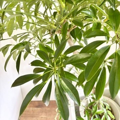 観葉植物 シェフレラ コンパクタ インテリア植物の画像