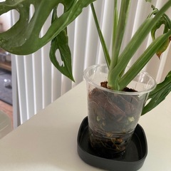 モンステラアダンソニー　ミント斑入りマドカズラの画像
