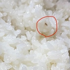 新米‼️令和7年度　「にこまる米」玄米30 kgの画像