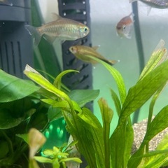 テトラ系生体の画像
