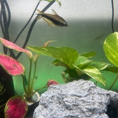 テトラ系生体の画像