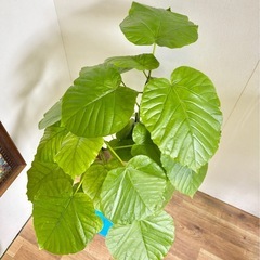 観葉植物 ウンベラータ インテリア植物の画像