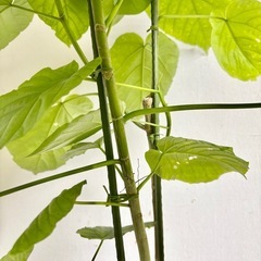 観葉植物 ウンベラータ インテリア植物の画像