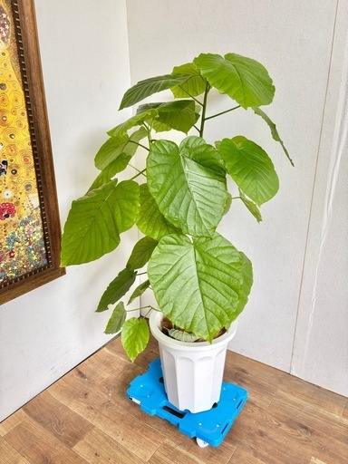 観葉植物 ウンベラータ インテリア植物