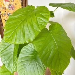 観葉植物 ウンベラータ インテリア植物の画像