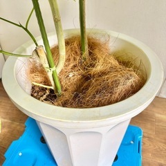 観葉植物 ウンベラータ インテリア植物の画像
