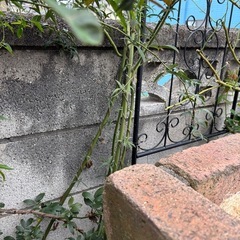白モッコウバラ　白木香　大苗　ガーデニング　ガーデンの画像