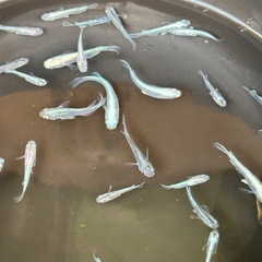 メダカの画像