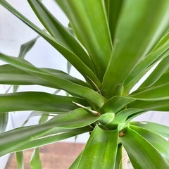 観葉植物 ドラセナドラコ インテリア植物の画像