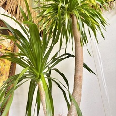 観葉植物 ドラセナドラコ インテリア植物の画像