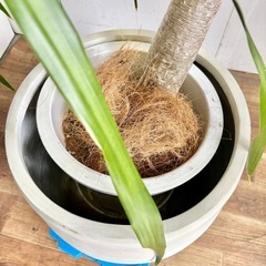 観葉植物 ドラセナドラコ インテリア植物の画像