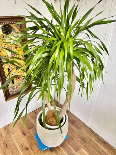 観葉植物 ドラセナパラオ インテリア植物