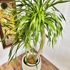 観葉植物 ドラセナドラコ インテリア植物の画像