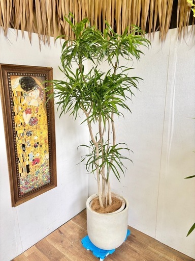 観葉植物 ドラセナリフレクサ インテリア植物