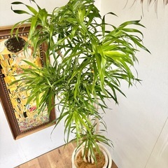 観葉植物 ドラセナリフレクサ インテリア植物の画像