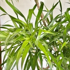 観葉植物 ドラセナリフレクサ インテリア植物の画像