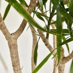 観葉植物 ドラセナリフレクサ インテリア植物の画像