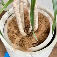 観葉植物 ドラセナリフレクサ インテリア植物の画像