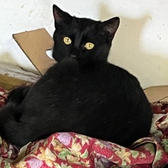 黒猫　メス　生後4ヶ月