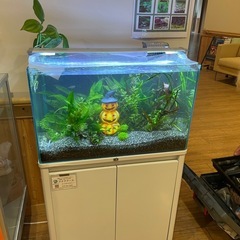 神戸市【熱帯魚水槽】お手伝いします！水換え/コケ掃除なんで…