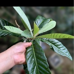 びわの葉の画像