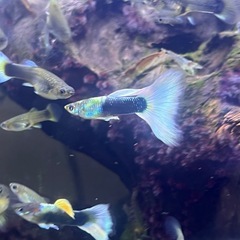 ドイツイエロータキシード(サンセット系)稚魚6匹
の画像