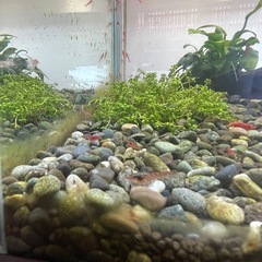 レッドチェリーシュリンプ
の画像