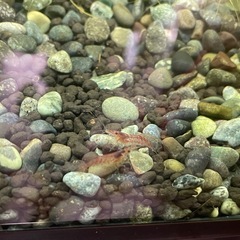 レッドチェリーシュリンプ
の画像