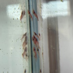 レッドチェリーシュリンプ
の画像