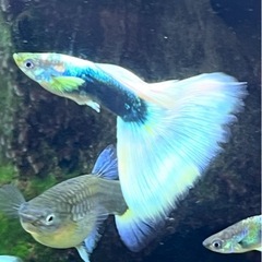 ドイツイエロータキシード(サンセット系)稚魚6匹
の画像