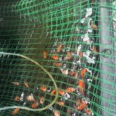 残り30匹⭐︎金魚🐠オランダ5センチ前後の画像