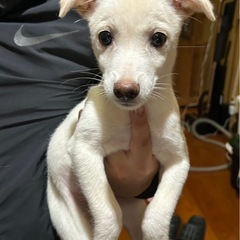 里親さん決まりました。お目目くりくりな女の子