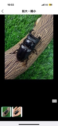 (国産オオクワガタ)NO.185売約済み【発送可ヤマト］モザイク個体の出品です。