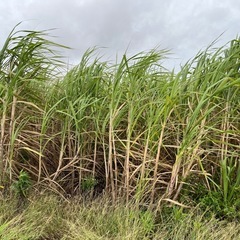 ウージ（サトウキビ）の画像