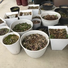 【お問い合わせ対応中】土が入った鉢  の画像